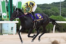 予定馬写真