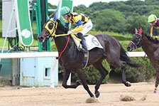 予定馬写真