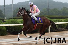 予定馬写真
