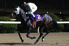 予定馬写真