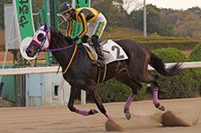 予定馬写真