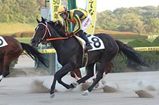 予定馬写真