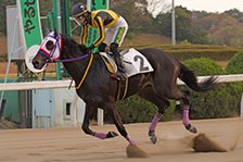 予定馬写真