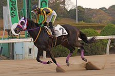 予定馬写真