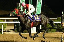 予定馬写真