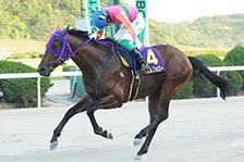 予定馬写真
