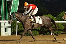 予定馬写真