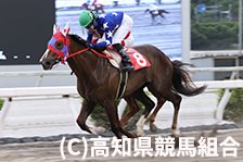 予定馬写真