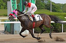 予定馬写真
