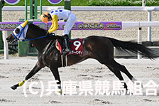 予定馬写真