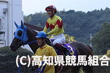 予定馬写真
