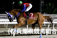 予定馬写真