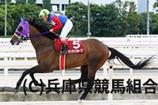 予定馬写真