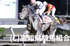 予定馬写真