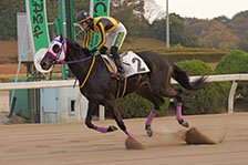 予定馬写真