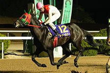 予定馬写真