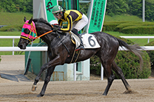 予定馬写真