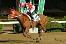 予定馬写真