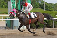 予定馬写真