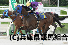 予定馬写真