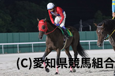予定馬写真