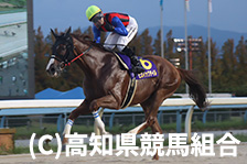 予定馬写真