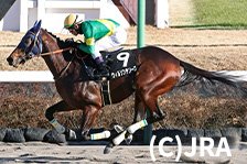 予定馬写真