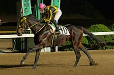 予定馬写真