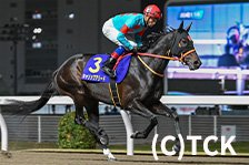 予定馬写真