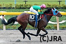 予定馬写真