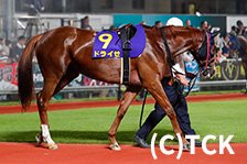 予定馬写真