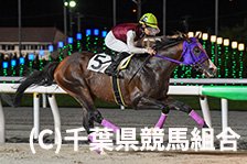 予定馬写真