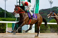 予定馬写真