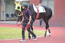 予定馬写真