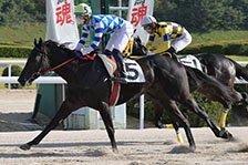予定馬写真