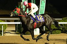 予定馬写真