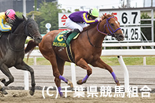 予定馬写真