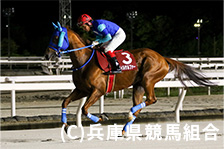 予定馬写真