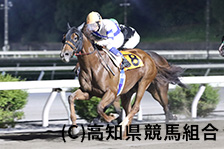 予定馬写真