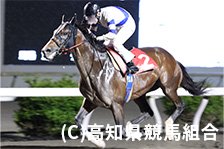 予定馬写真
