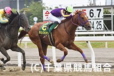 予定馬写真