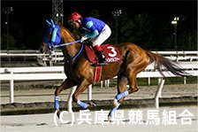 予定馬写真