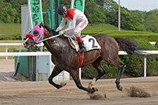 予定馬写真