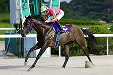 予定馬写真