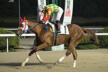 予定馬写真