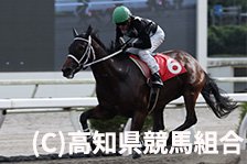 予定馬写真