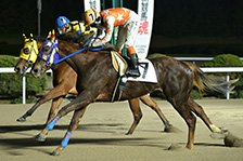 予定馬写真