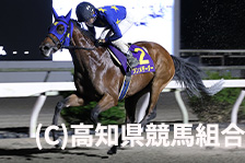 予定馬写真