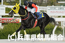 予定馬写真