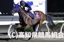 予定馬写真